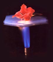          (   stardust.jpl.nasa.gov).