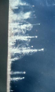     Stardust.               (   stardust.jpl.nasa.gov).