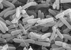 Escherichia coli    .    16  .