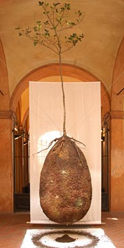 Capsula Mundi � ������ ���� (���� � ����� capsulamundi.com).