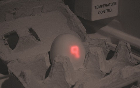     (Krister Olsson)    (Takashi Kawashima):               (   tree-axis.com).