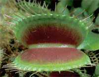           (   sarracenia.com).