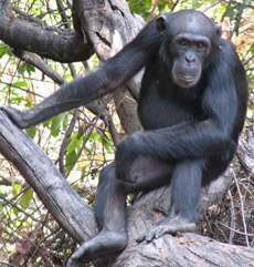       ,  ,     ( Jill Pruetz).