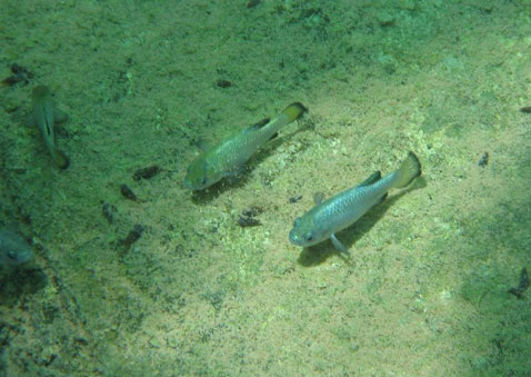        ( Nevada Fish and Wildlife Office).