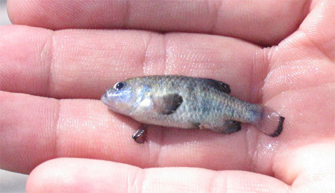   .  ,   ,     "" .        .          ( Nevada Fish and Wildlife Office).