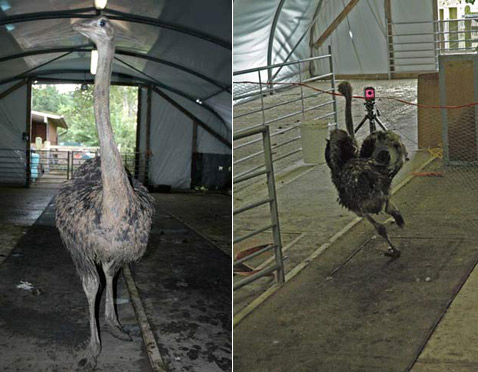  ,    .    ,     ,  ,        ( James Usherwood).