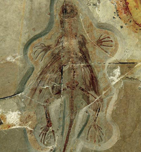 <i>Xianglong zhaoi</i> �������� �� ��� �����, ��� 150 ��������� ��� �����. ������������� �������� �������� �� ��, ��� ������-���� �������� ��������� � ������������� ���������. ��� �� ��� ����� �������? (����������� Zhao Chuang and Xing Lida).