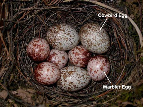   . Warbler Egg   . Cowbird Egg,   ,   ( Jeff Hoover).