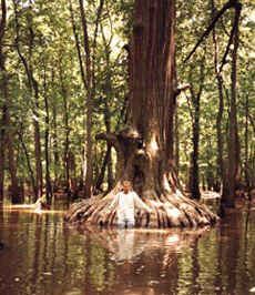    .      ,       ( Anthony Corso).