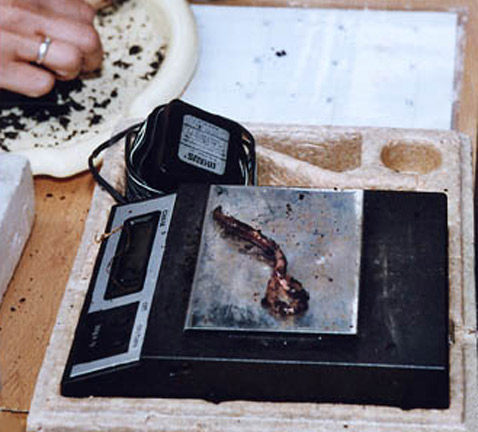             ,        (   wormcharming.com).