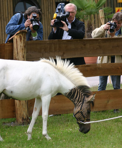 ,      .           ( Safaripark Stukenbrock).