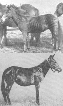     ,    1899 .     ,     1929- (   messybeast.com).