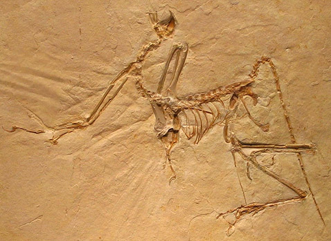 " ", , ,     (Palontologische Museum Mnchen).          ,      ""  ( Luidger/upload.wikimedia.org).