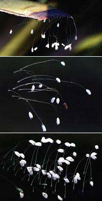       2004  (   buddhistchannel.tv).