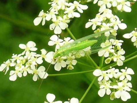  ,    ,         (   insektenfotos.de).