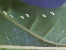 ,   -   ""   (   life.uiuc.edu).