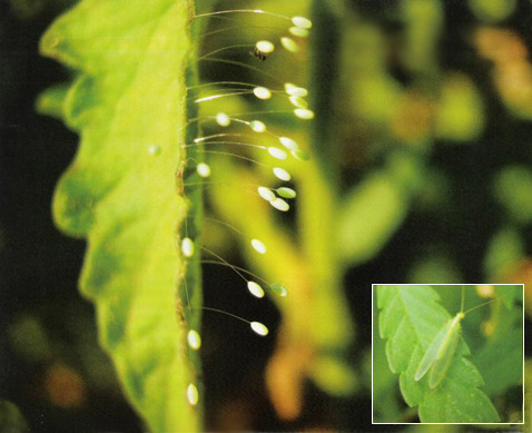      ,   (   mariuana.it).