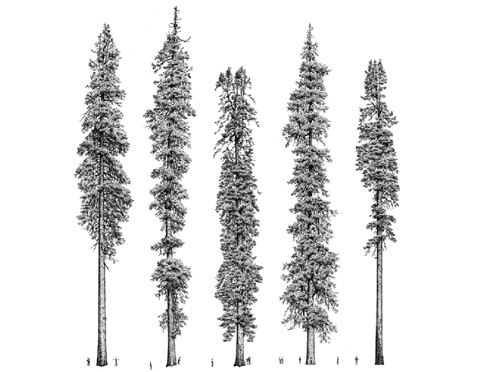              " ", ,  ,    .       ,     (   forestgiants.com).