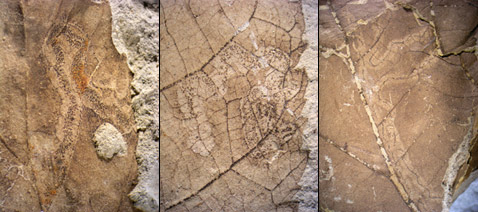   ,     ,  .  ,         ( Peter Wilf, Penn State).