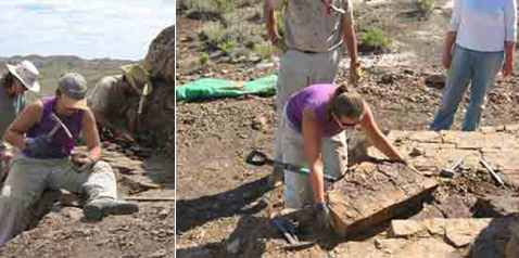   .      ( Peter Wilf, Penn State).