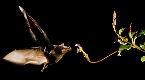    , , <i>Anoura geoffroyi</i>,   ,         ( Murray Cooper).