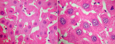 ����� � ������ ������ ������������ �����. ������ � ������ ������ � ������������ ���������� ����� ������ ����������� ������. ��� �����, ���� ������ �� ����� ������ � ������ ����� ��� ���� ����� ������������� � �������� (����������� � ����� newswire.rockefeller.edu).