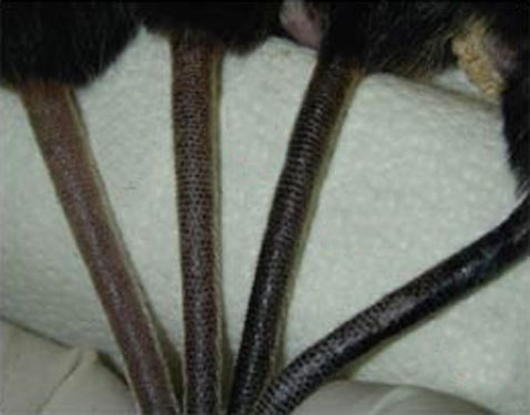 � ������ ������ ����������������� ������ ��������� ����������� ����������� �����, � ������� ����� ����� �� ������� ���� �������� ��������, �� � ������ �������. � ���� �������� ���������� ��������� ��������� ����. ��� ���������: ����� � ����� ������� �������� ����; ������ � ������ ���������������� ����� ���� �� ����, ������� �� �������� ������ ��� ����� �����������������. ������ �������� ������� �������� ������ ��� �������� � ���, ������ ������ ��������� �� ��������� � ������ � ������� (���� R. Muoz, R. Blanco, J.M. Flores, M.A. Blasco).