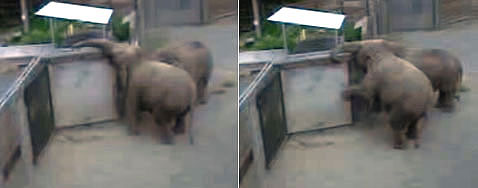 ������ � �����. ������ ���������� �������������� ������������, � ��� ����� ����� ������, ��� �� ��������� � ��� �������. ������� � �������� �������, ����� � ������������ �������� � ����������� ������� ����������� ����� ����� (���� Joshua Plotnik, Frans de Waal, Diana Reiss).