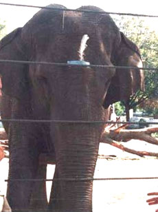 � ����� �� ��������� �������������, ������������� ������ ������� ��������������, ���� ������� ����� ������������ ���� ������� �� ��� ������ ��������, �� �� ������� ����� ����� ����� �� � ���� � ���������� �� ����, ������ ����� ��� ������� ��� ���. ������, ��� ���������� ���������� � ���� ������� ���������. ���� �� ��� � ��������� ����� ���������� �� �������� ����; ��������� �� ����� (���� Moti Nissani, Donna Hoefler-Nissani).