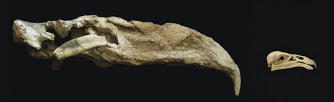    -. ,        ( S. Bertelli).