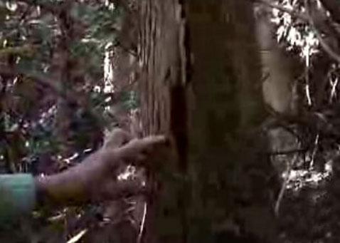        .   ,   ,     .   ,    ,          (   youtube.com).