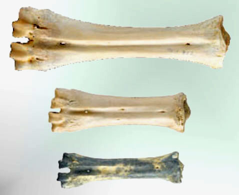      ( ): ,      (   nytimes.com).