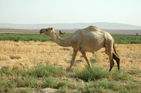        1,5-2  (   unizh.ch).