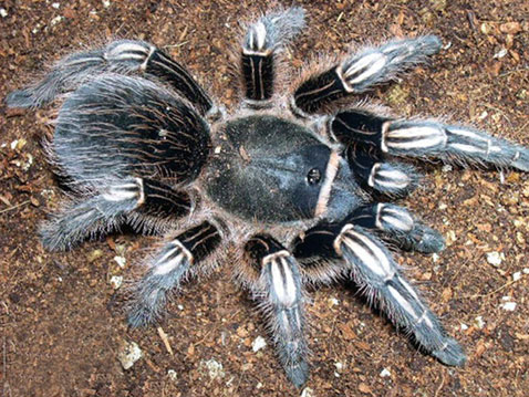 . <i>Aphonopelma seemanni</i>      ""  .      ,      .     20 .    ,   .    ,    ( CHID).