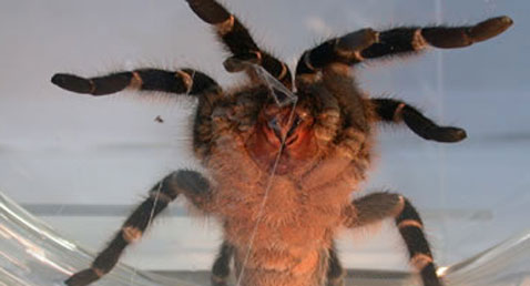             ( S. Niederegger and S. Gorb).