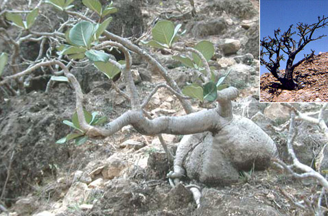    : <i>Boswellia sacra</i> ( )  <i>Adenium</i>.  ,           (  <i>Adenium</i>). ,    ,        (   explorelifeonearth.org).
