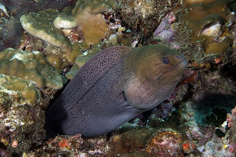     ,      .         ( Kirk J. Cantrell).