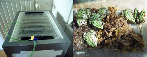  .      ,       ,   (   flickr.com).