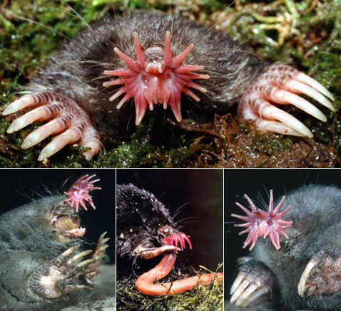        .          ,        ,  ,   (   eurekalert.org, wissenschaft-online.de, home.cc.umanitoba.ca  vanderbilt.edu).