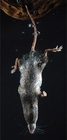    .  ,    ,       ,      ( Kenneth C. Catania).