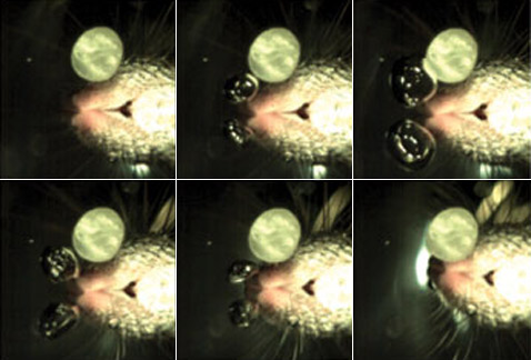        . , , ,   ,       .     ""  ( Kenneth C. Catania).