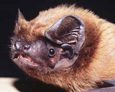       . ,     .  ,    (   museum-bourges.net).