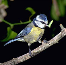      ,     . ,    (   actihol.com).