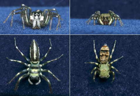  ()   ()   <i>Cosmophasis umbratica</i>. ,     ( )   ( ) ,    ( Matthew L. M. Lim).