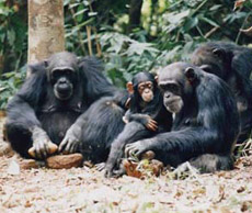 ��, ��� �������� � ����� ������� ���������� ����������� � �� �������. ������ �������� �������� � ��� ����� ������ ������ ����� ����������� ����� ������� ���� � ��������� ���� (���� � ����� users.ox.ac.uk).