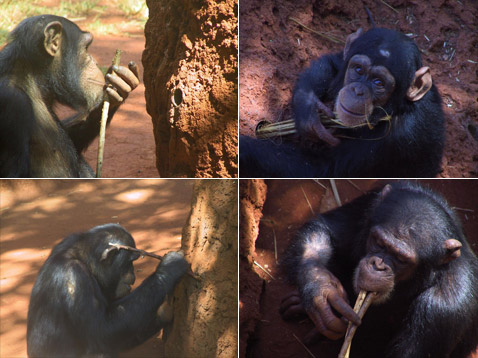 � ������ ������ � ��� �������. �� ����������� � ������ ��� ��� ������ ����� � �������� � ��������� (������ ����� �� ��������� ���������� � ������� �� ����). �������� ��������: ��������� ����������� � ��������� (Honolulu Zoo).