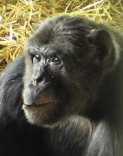 ������ ����� ��� ���� ����� ����� � ������. �� ������ ��� �������� ������ ��������� (���� Martin Balluch).