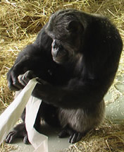 ���� �������� ��������� � ������� ������ �����, � ��������� �� ���������� �������� � �������������� VGT ����������� ��� (���� Martin Balluch).