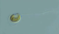 <i>Nephroselmis</i>     (   biol.tsukuba.ac.jp).