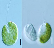 : Hatena,    . :    Hatena.      ,   ,   "".    10  ( Science).